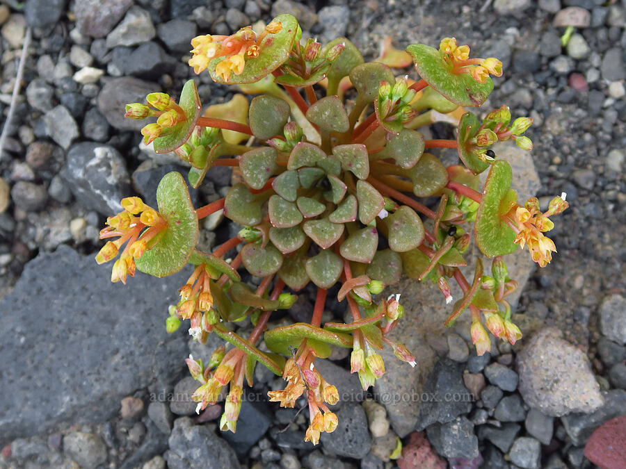 red-stem miner's-lettuce (Claytonia rubra ssp. rubra (Montia rubra)) [Scout Camp Trail, Deschutes Canyon-Steelhead Falls WSA, Jefferson County, Oregon]