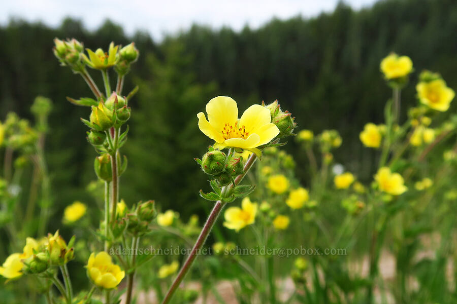 sticky cinquefoil (Drymocallis glandulosa (Potentilla glandulosa)) [Bachelor Mountain Trailhead, Willamette National Forest, Linn County, Oregon]