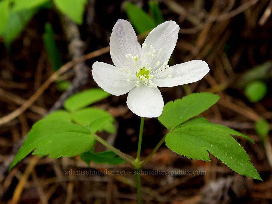 Oregon anemone (Anemone oregana (Anemonoides oregana)) [Bachelor Mountain Trail, Willamette National Forest, Linn County, Oregon]