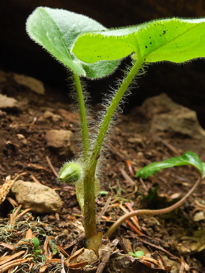 wild ginger, budding (Asarum sp.) [Bachelor Mountain Trail, Willamette National Forest, Linn County, Oregon]