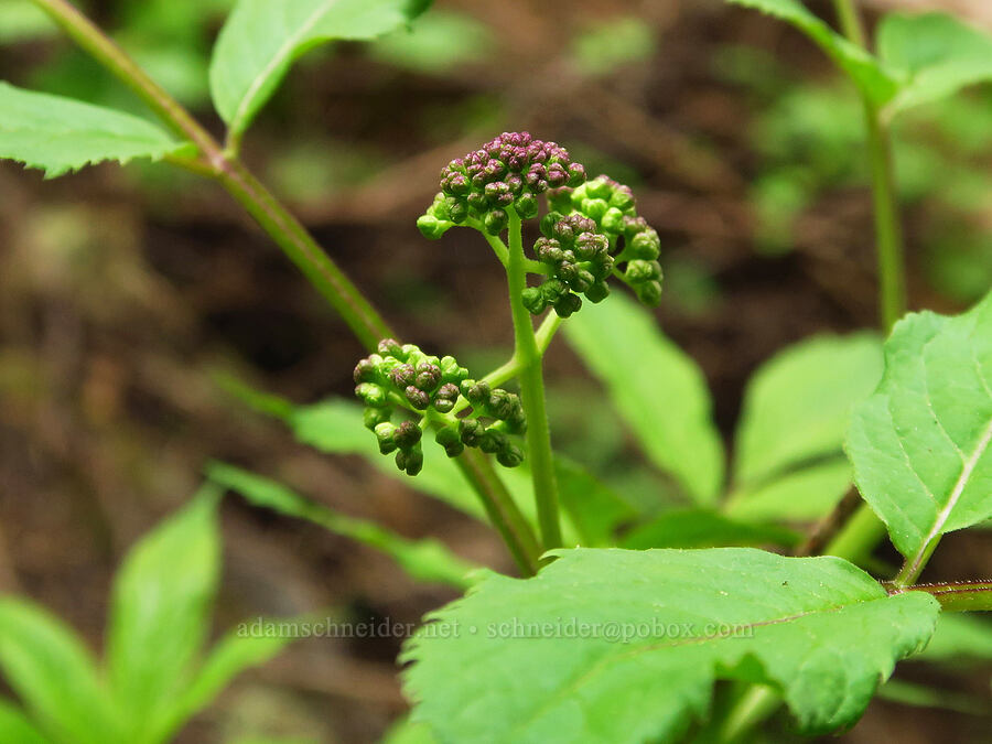 red elderberry, budding (Sambucus racemosa) [Bachelor Mountain Trail, Willamette National Forest, Linn County, Oregon]