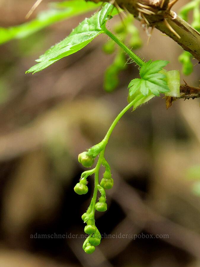 prickly currant, budding (Ribes lacustre) [Bachelor Mountain Trail, Willamette National Forest, Linn County, Oregon]