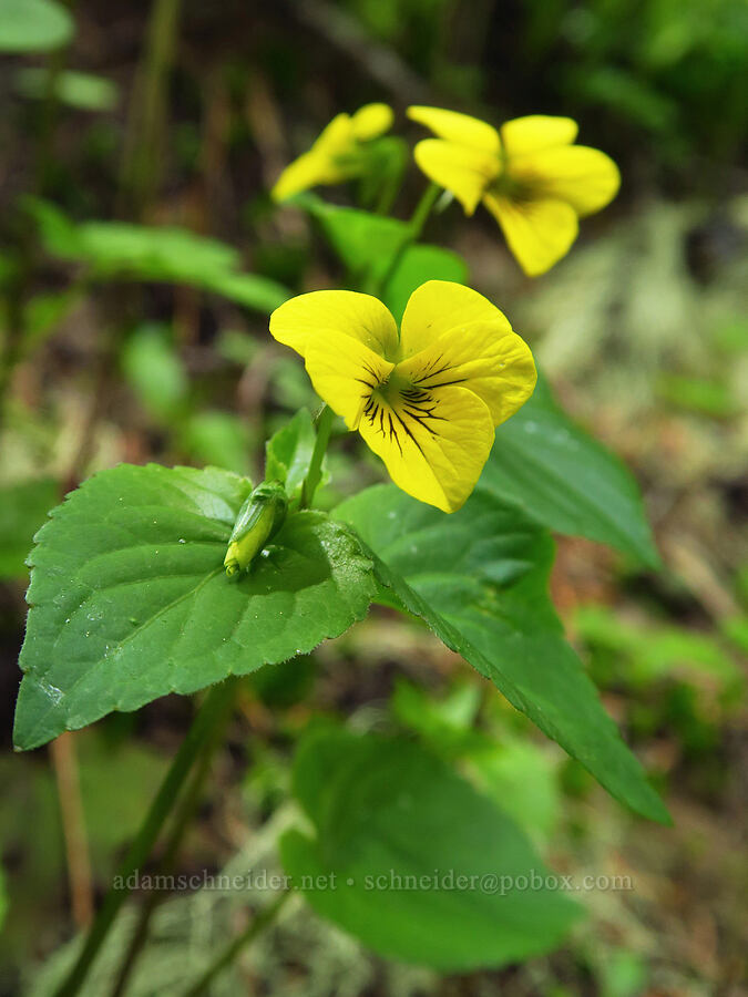 pioneer violets (Viola glabella) [Bachelor Mountain Trail, Willamette National Forest, Linn County, Oregon]