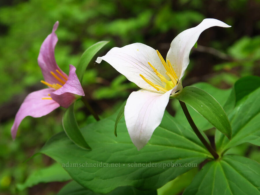 western trillium (Trillium ovatum) [Bachelor Mountain Trail, Willamette National Forest, Linn County, Oregon]