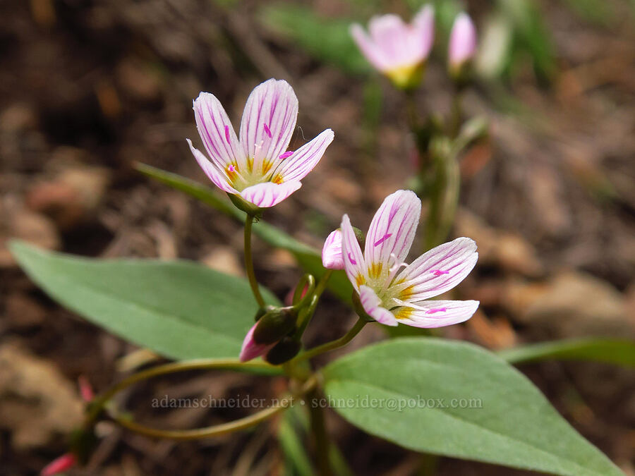 lance-leaf spring-beauty (Claytonia lanceolata) [Bachelor Mountain Trail, Willamette National Forest, Linn County, Oregon]