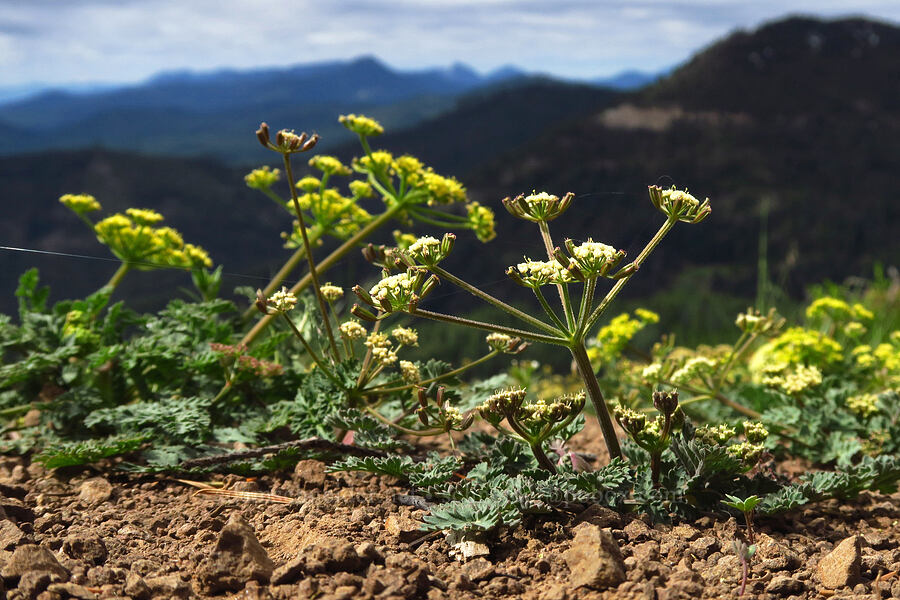 Cascade desert parsley in multiple colors (Lomatium martindalei) [Bachelor Mountain Trail, Willamette National Forest, Linn County, Oregon]