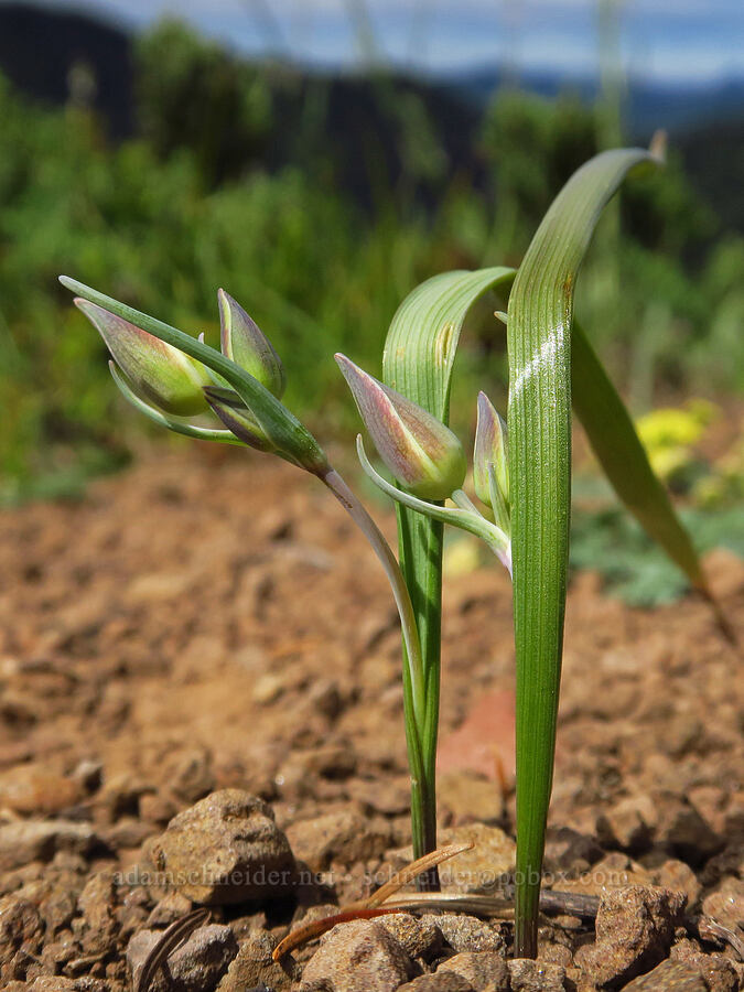 subalpine mariposa lily, budding (Calochortus subalpinus) [Bachelor Mountain Trail, Willamette National Forest, Linn County, Oregon]