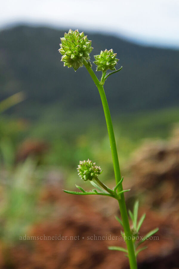 blue-head gilia, budding (Gilia capitata) [Bachelor Mountain Trail, Willamette National Forest, Linn County, Oregon]