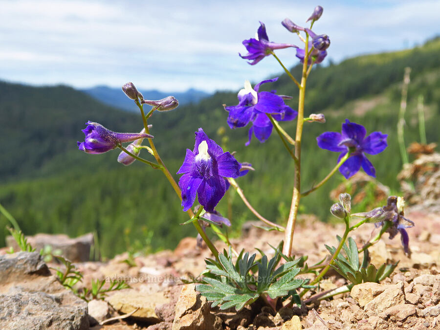 Menzies' larkspur (Delphinium menziesii) [Bachelor Mountain Trail, Willamette National Forest, Linn County, Oregon]