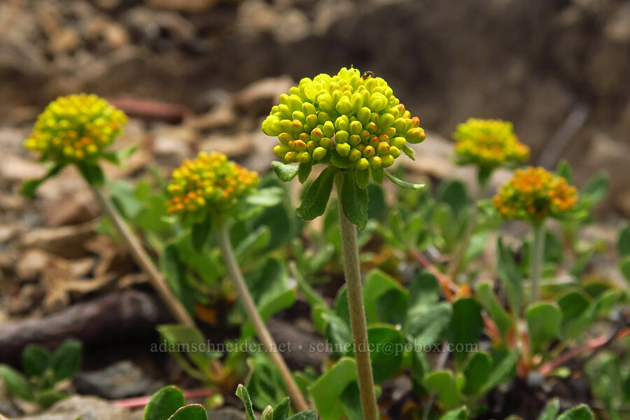 sulphur-flower buckwheat (Eriogonum umbellatum) [Bachelor Mountain Trail, Willamette National Forest, Linn County, Oregon]