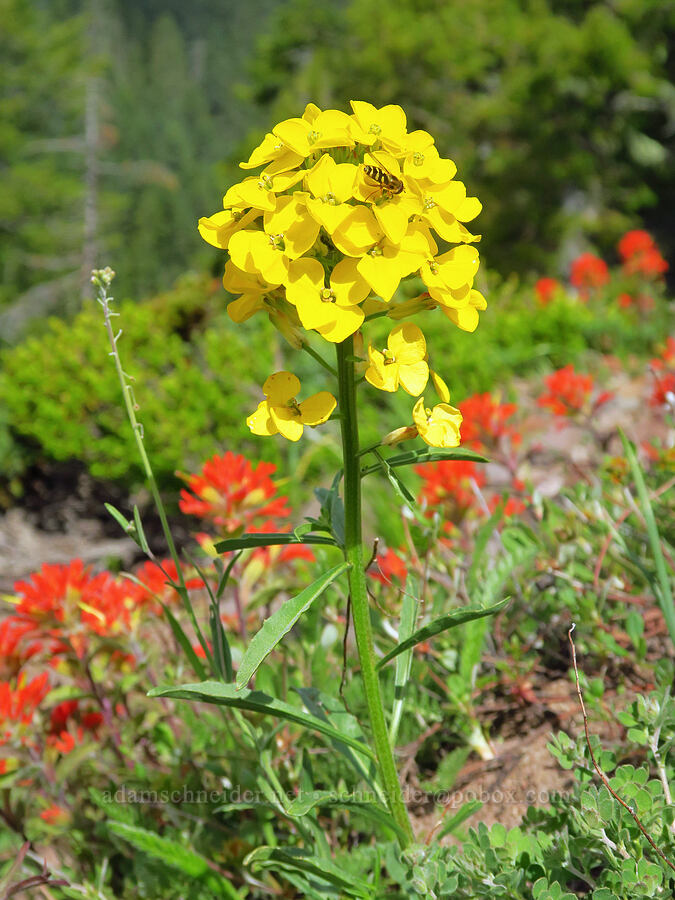 wallflower & harsh paintbrush (Erysimum sp., Castilleja hispida) [Bachelor Mountain Trail, Willamette National Forest, Linn County, Oregon]