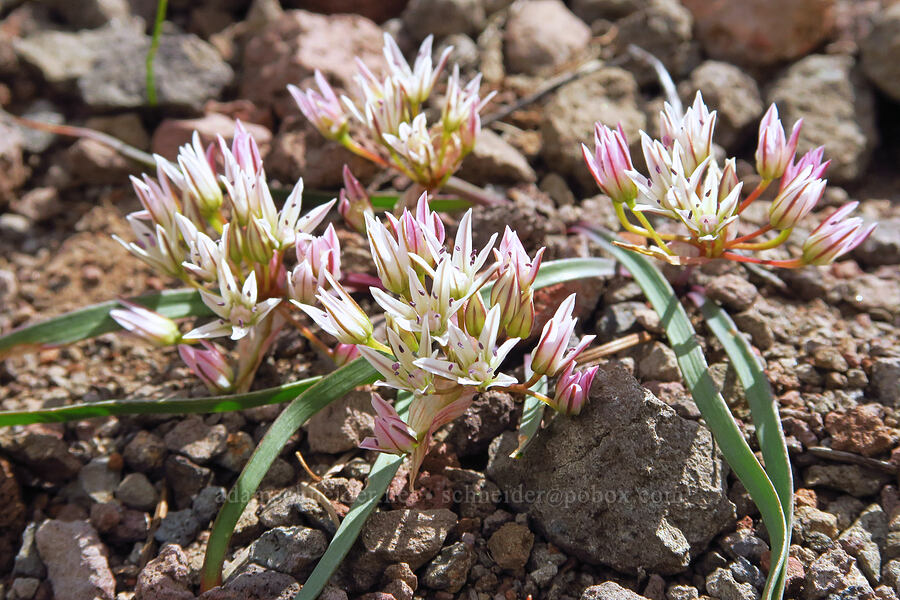 Olympic onion (Allium crenulatum) [Bachelor Mountain Trail, Willamette National Forest, Linn County, Oregon]