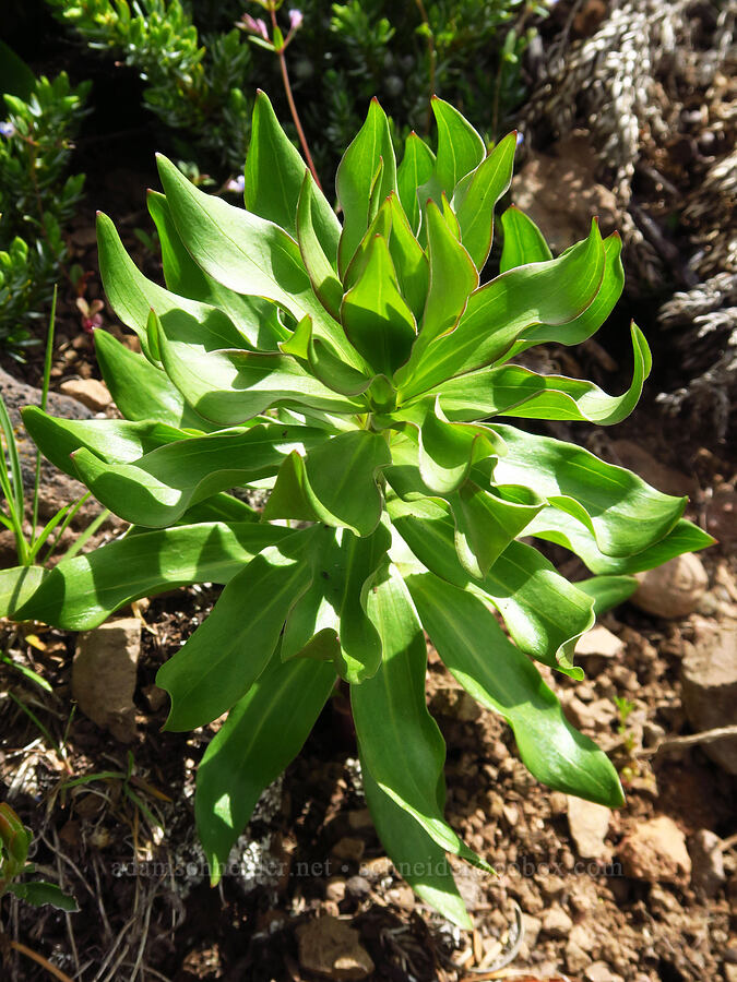 Washington lily leaves (Lilium washingtonianum) [Bachelor Mountain Trail, Willamette National Forest, Linn County, Oregon]