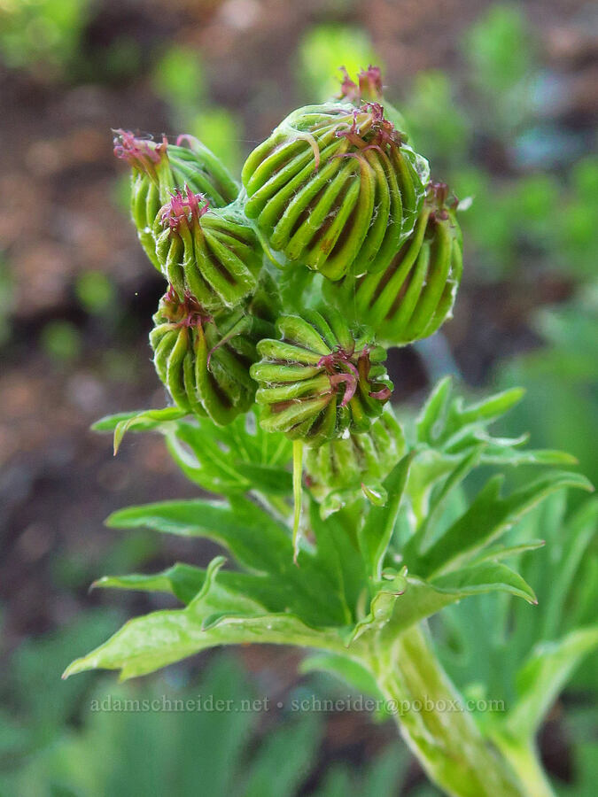 silver-crown luina, budding (Cacaliopsis nardosmia (Cacalia nardosmia)) [Bachelor Mountain Trail, Willamette National Forest, Linn County, Oregon]