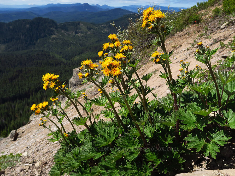 silver-crown luina (Cacaliopsis nardosmia (Cacalia nardosmia)) [Bachelor Mountain Trail, Willamette National Forest, Linn County, Oregon]