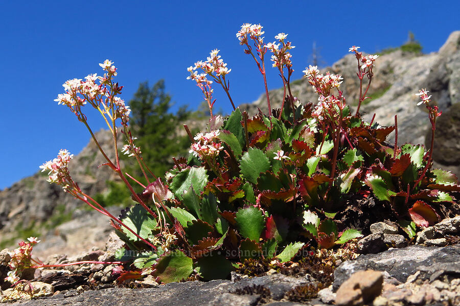 western saxifrage (Micranthes occidentalis (Saxifraga occidentalis)) [Bachelor Mountain Trail, Willamette National Forest, Linn County, Oregon]