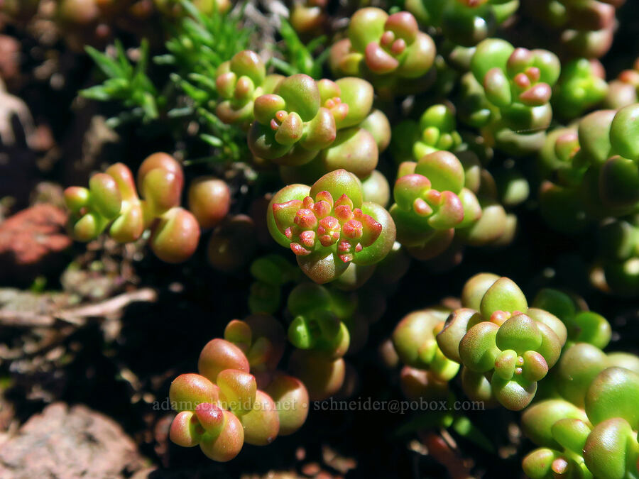 spreading stonecrop, budding (Sedum divergens) [Bachelor Mountain Trail, Willamette National Forest, Linn County, Oregon]