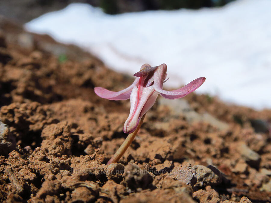 steer's-head & snow (Dicentra uniflora) [Bachelor Mountain Trail, Willamette National Forest, Linn County, Oregon]