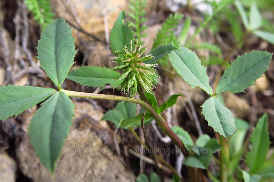 Shasta clover, budding (Trifolium productum (Trifolium kingii ssp. productum)) [Bachelor Mountain Trail, Willamette National Forest, Linn County, Oregon]