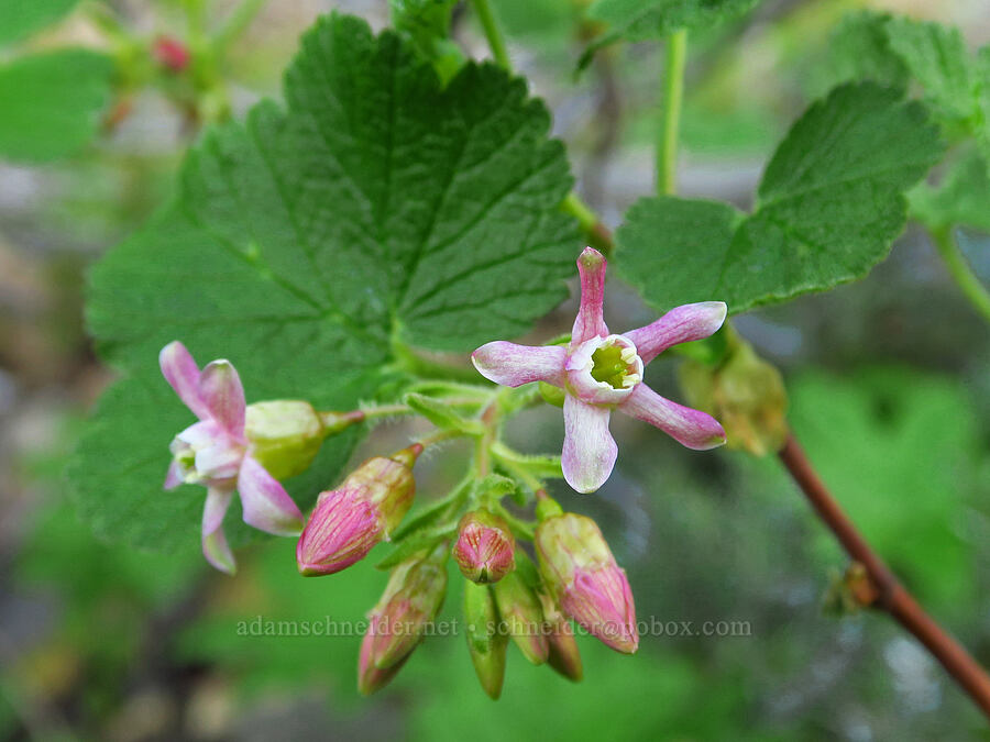 pink sticky currant (Ribes viscosissimum) [Bachelor Mountain Trail, Willamette National Forest, Linn County, Oregon]