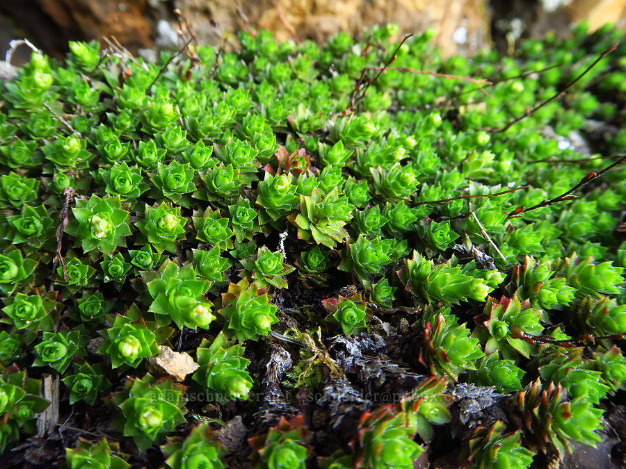 spotted saxifrage leaves (Saxifraga bronchialis ssp. vespertina (Saxifraga vespertina)) [Bachelor Mountain Trail, Willamette National Forest, Linn County, Oregon]