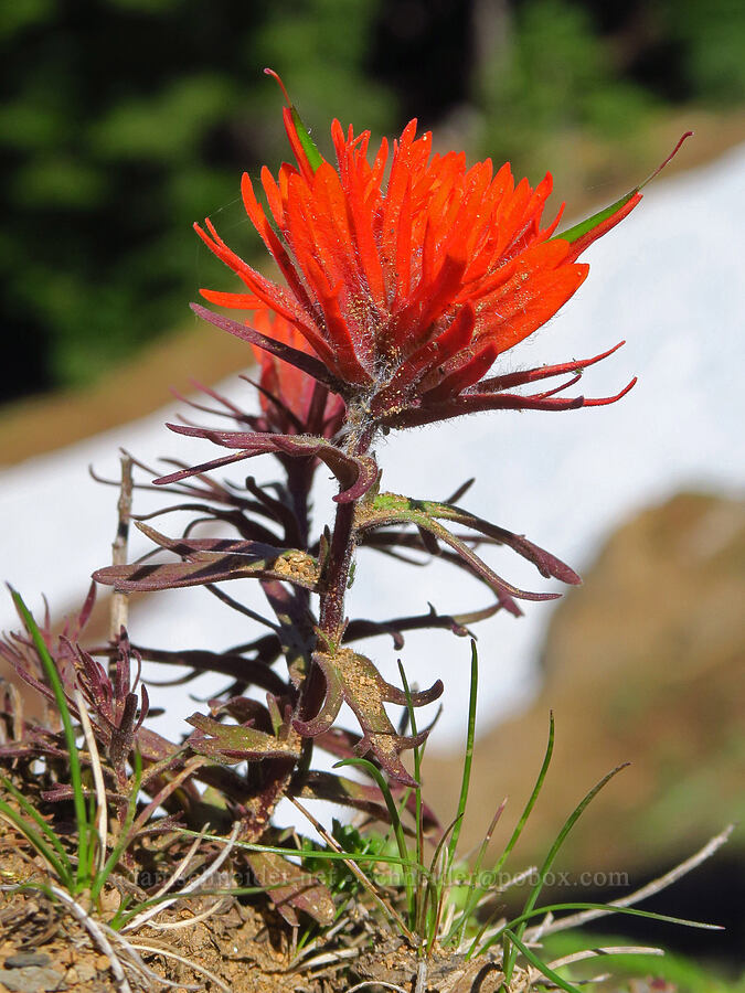 cliff paintbrush (Castilleja rupicola) [Bachelor Mountain Trail, Willamette National Forest, Linn County, Oregon]