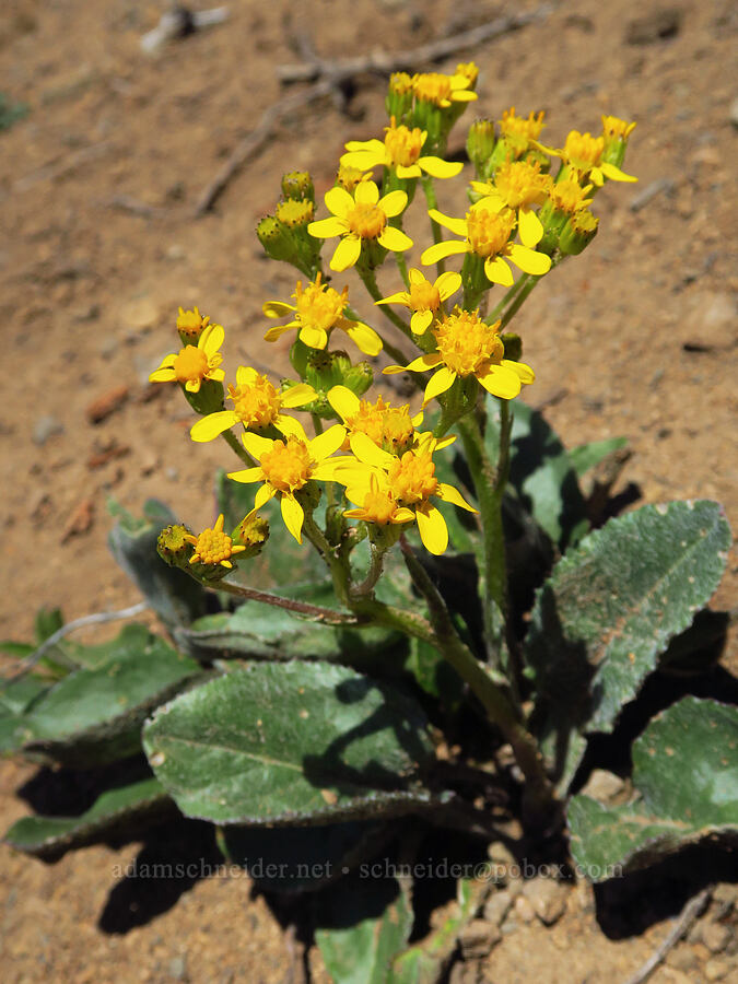 western groundsel (Senecio integerrimus) [Bachelor Mountain Trail, Willamette National Forest, Linn County, Oregon]