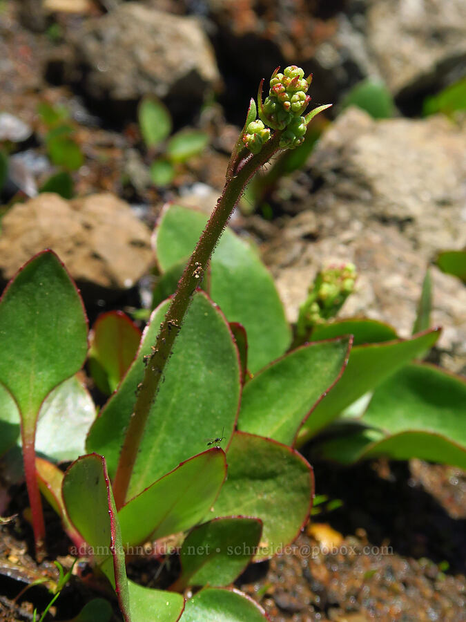 brittle-leaf saxifrage, budding (Micranthes fragosa (Saxifraga integrifolia var. claytoniifolia)) [Bachelor Mountain Trail, Willamette National Forest, Linn County, Oregon]