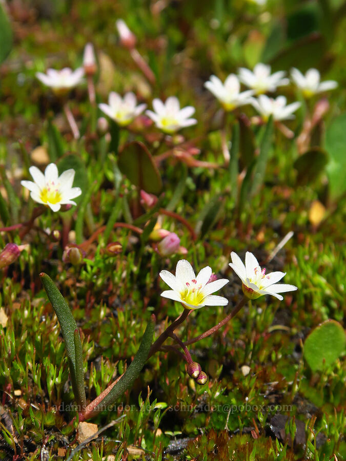 three-leaf lewisia (Lewisia triphylla) [Bachelor Mountain Trail, Willamette National Forest, Linn County, Oregon]