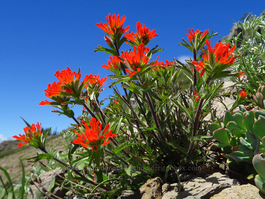 harsh paintbrush (Castilleja hispida) [Bachelor Mountain Trail, Willamette National Forest, Linn County, Oregon]