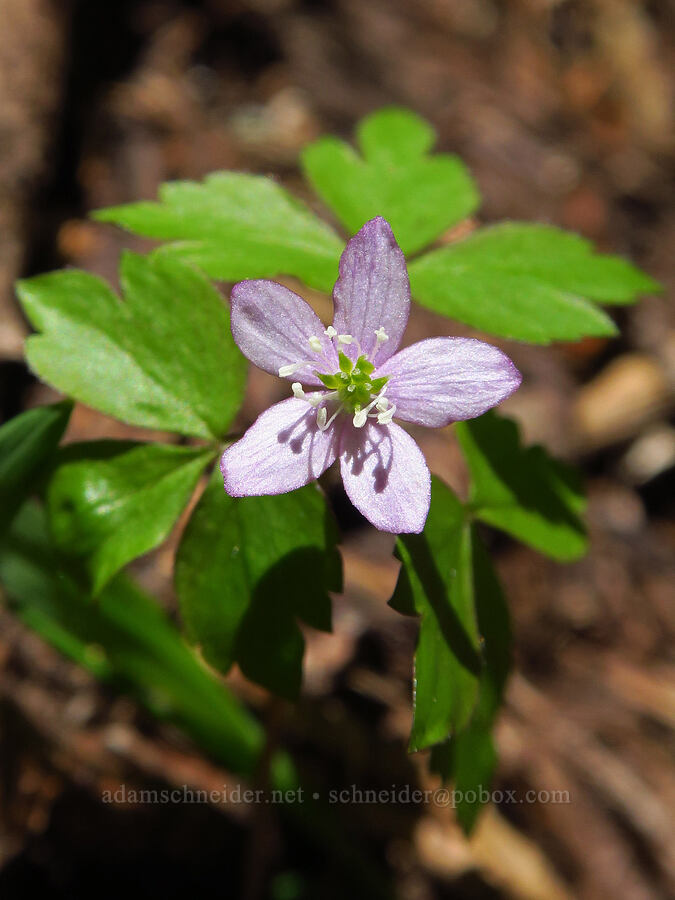 Lyall's anemone (Anemone lyallii (Anemonoides grayi)) [Bachelor Mountain Trail, Willamette National Forest, Linn County, Oregon]