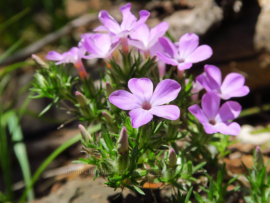 spreading phlox (Phlox diffusa) [Bachelor Mountain Trail, Willamette National Forest, Linn County, Oregon]