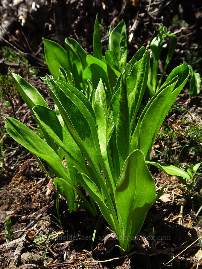 rainiera leaves (Rainiera stricta (Luina stricta)) [Bachelor Mountain Trail, Willamette National Forest, Linn County, Oregon]