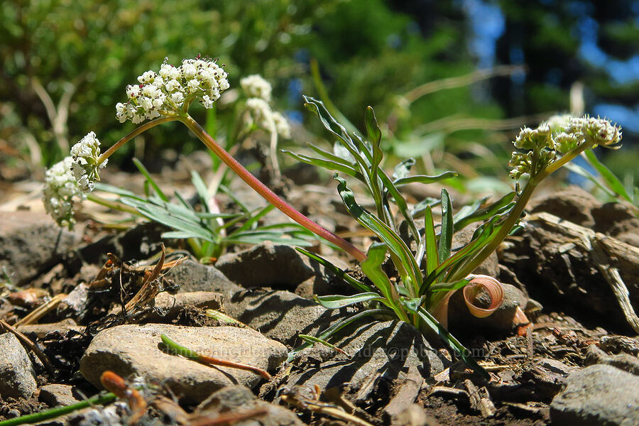 California Indian-potato (Orogenia fusiformis (Lomatium fusiformis)) [Bachelor Mountain Trail, Willamette National Forest, Linn County, Oregon]