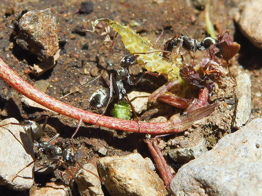 ants eating a steer's-head (Dicentra uniflora) [Bachelor Mountain Trail, Willamette National Forest, Linn County, Oregon]