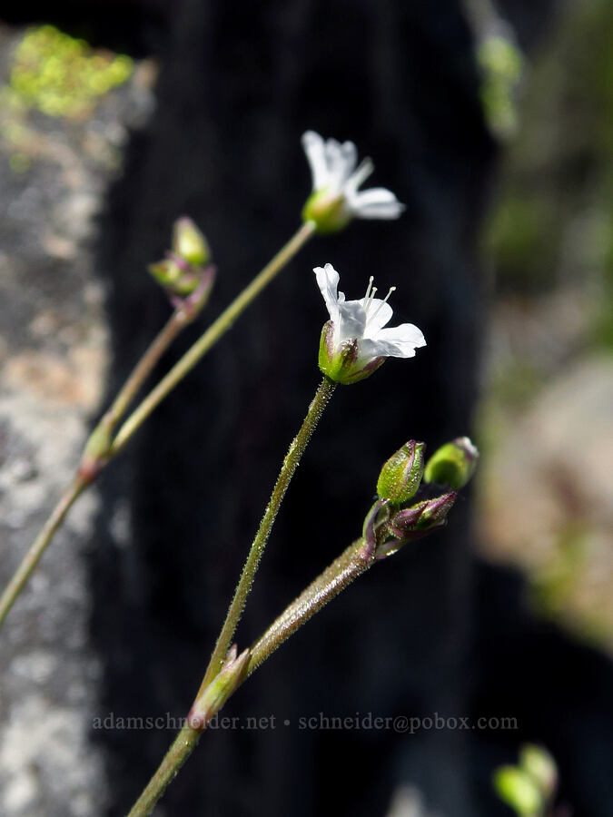 slender mountain sandwort (Eremogone capillaris (Arenaria capillaris)) [Bachelor Mountain summit, Willamette National Forest, Linn County, Oregon]