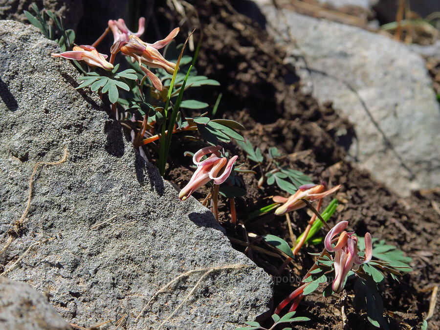 steer's-head (Dicentra uniflora) [Bachelor Mountain summit, Willamette National Forest, Linn County, Oregon]