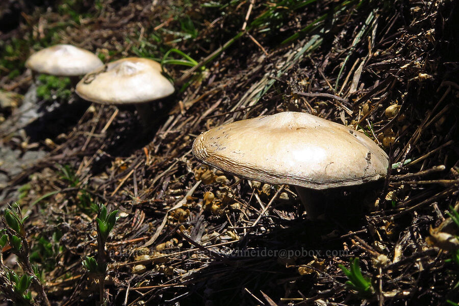 mushroom [Bachelor Mountain summit, Willamette National Forest, Linn County, Oregon]