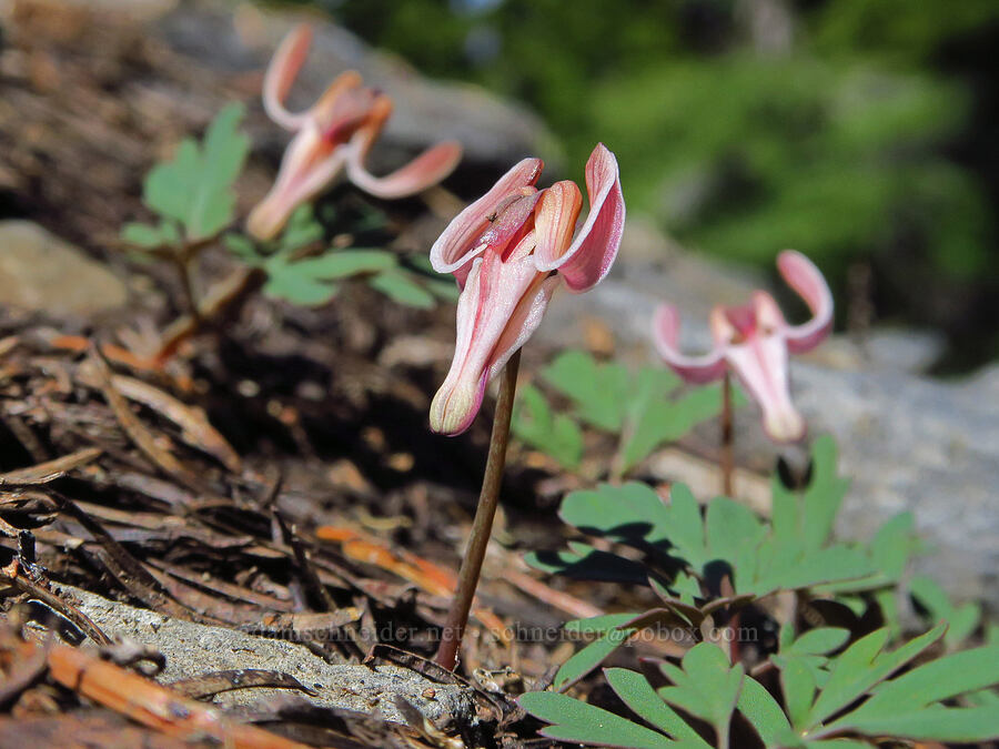 steer's-heads (Dicentra uniflora) [Bachelor Mountain summit, Willamette National Forest, Linn County, Oregon]