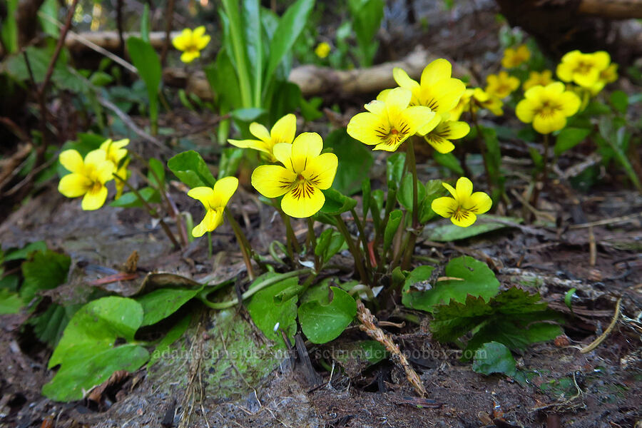 round-leaf violet (Viola orbiculata) [Bachelor Mountain, Willamette National Forest, Linn County, Oregon]