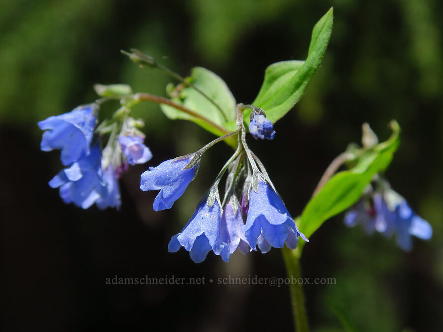 Oregon bluebells (Mertensia bella) [Bachelor Mountain, Willamette National Forest, Linn County, Oregon]