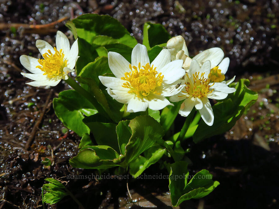 white marsh-marigold (Caltha biflora (Caltha leptosepala var. biflora)) [Bachelor Mountain, Willamette National Forest, Linn County, Oregon]