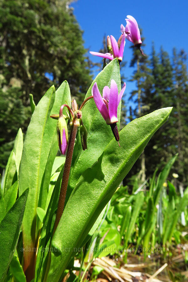 tall mountain shooting-stars (Dodecatheon jeffreyi (Primula jeffreyi)) [Bachelor Mountain, Willamette National Forest, Linn County, Oregon]