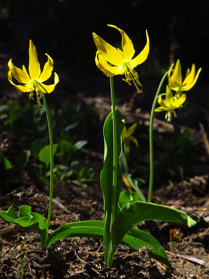 glacier lilies (Erythronium grandiflorum) [Bachelor Mountain, Willamette National Forest, Linn County, Oregon]