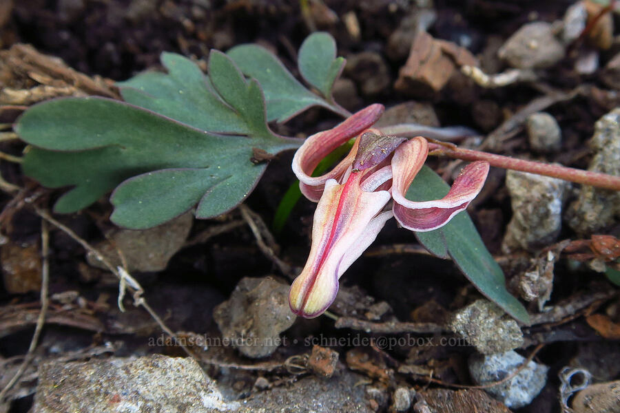 steer's-head (Dicentra uniflora) [Bachelor Mountain, Willamette National Forest, Linn County, Oregon]