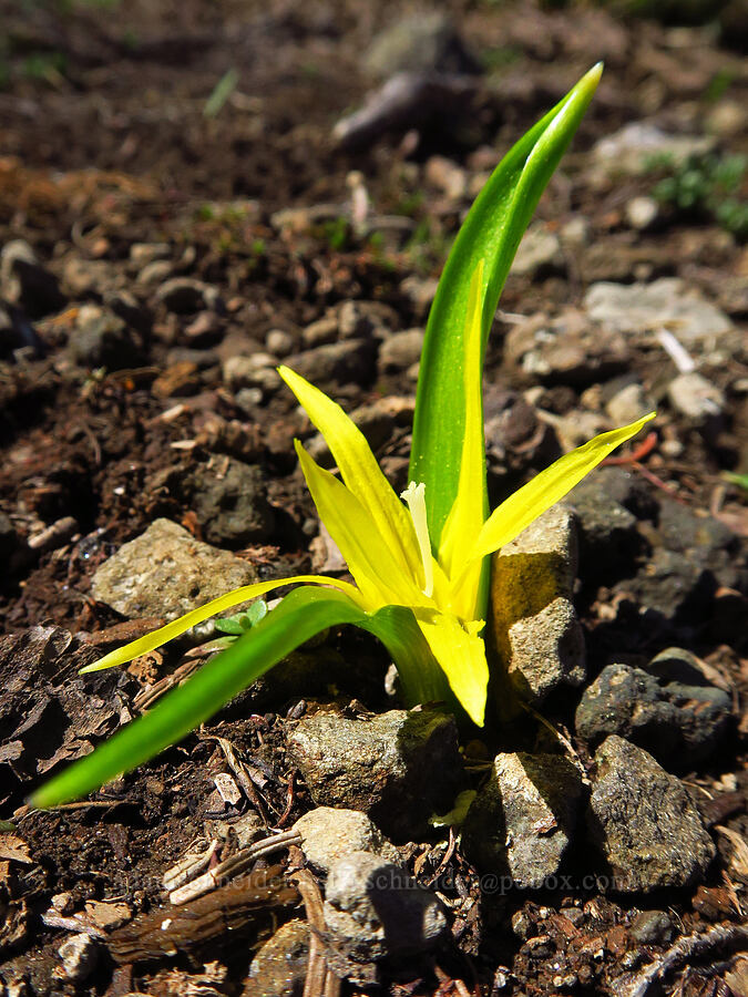 very short glacier lily (Erythronium grandiflorum) [Bachelor Mountain, Willamette National Forest, Linn County, Oregon]