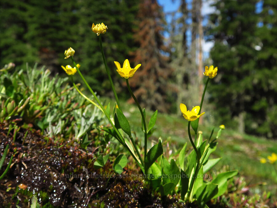 plantain-leaf buttercups (Ranunculus alismifolius var. alismellus) [Bachelor Mountain, Willamette National Forest, Linn County, Oregon]