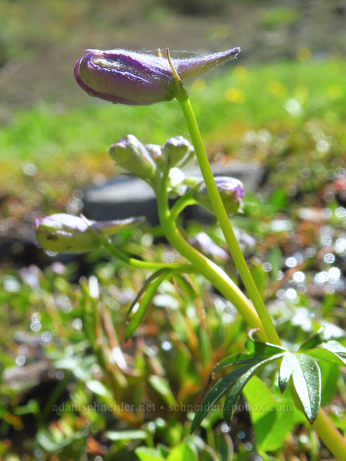 Menzies' larkspur, budding (Delphinium menziesii) [Bachelor Mountain, Willamette National Forest, Linn County, Oregon]