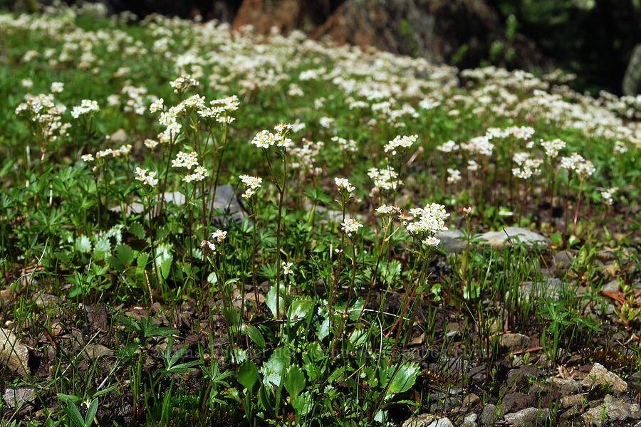 western saxifrage (Micranthes occidentalis (Saxifraga occidentalis)) [Bachelor Mountain, Willamette National Forest, Linn County, Oregon]