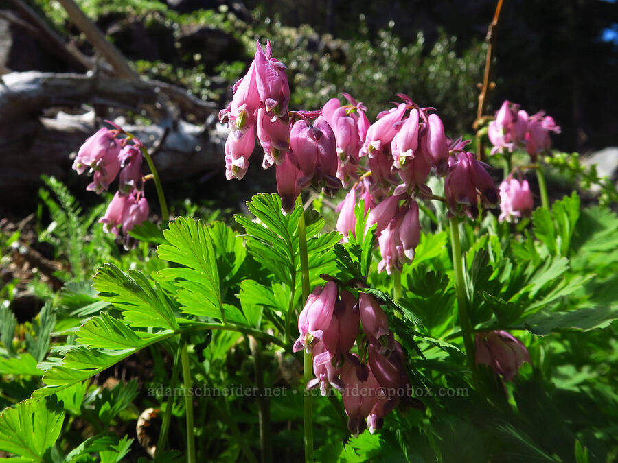 bleeding-hearts (Dicentra formosa) [Bugaboo Ridge Trail, Willamette National Forest, Linn County, Oregon]